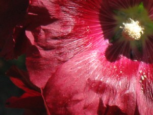 Red Hollyhock